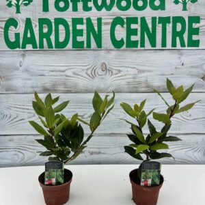 1x Laurus Nobilis Evergreen Shrub Bay Hardy Herb Plant 