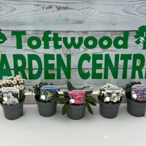 5x Mixed Varieties Of Alpines / Rockery Plants, Supplied in 9cm Pots