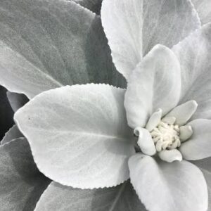 Senecio ‘Angel Wings’