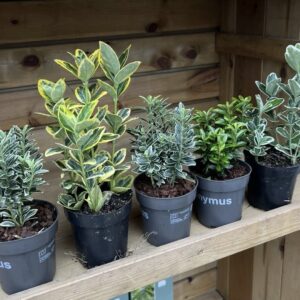 5 X Mixed EUONYMUS