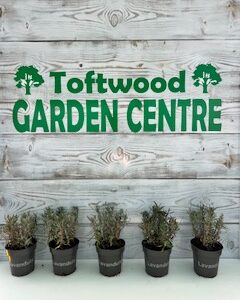 5x Hardy Lavender Hidcote UK Grown