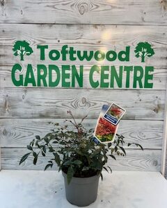 Nandina Domestica Obsessed 2L pot