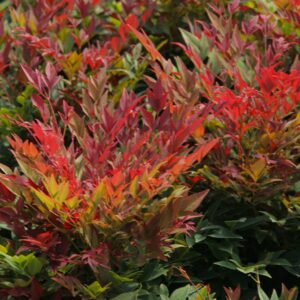 Nandina Domestica Obsessed
