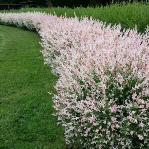 Salix Flamingo Bush