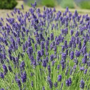 5x Lavender Hidcote bundle