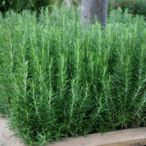 Rosemary Officinalis 1L Pot