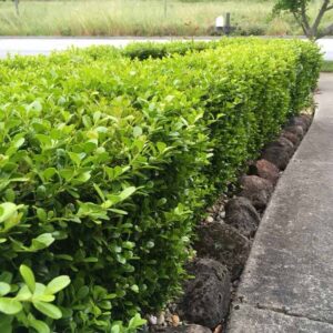 Buxus hedging Bundle