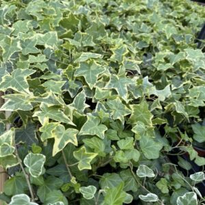 5x Mixed Hedera Ivy