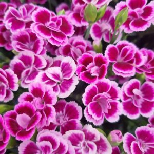 Dianthus Pink Kisses 10.5cm Pot