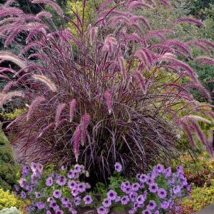 Pennisetum ‘rubrum’