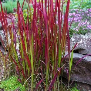 Imperata cylindrica ‘Red Baron’