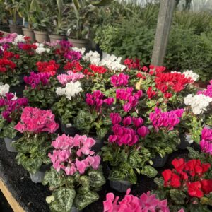 2x Large Cyclamen
