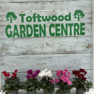 5x Hardy Mini Cyclamen Mix – Colourful Winter & Spring Flowering Plants – 9cm Pots