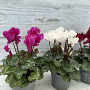 Hardy Mini Cyclamen Mix