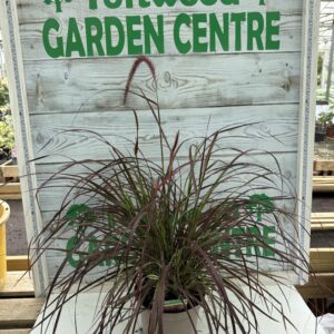 1 × Pennisetum ‘Fireworks’ – Bold Purple Variegated Fountain Grass – 3 L Pot