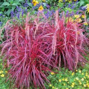 Pennisetum ‘Fireworks’