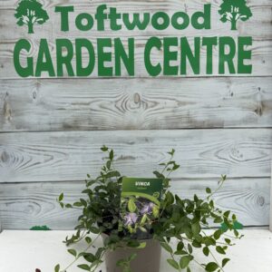 1 × Blue Vinca (Periwinkle) – Ground Cover Plant – 2 L Pot