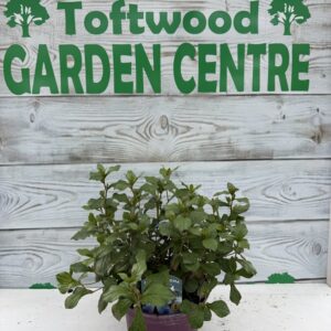 Ceratostigma – Hardy Perennial Shrub – 2L Pot – Blue Flowers & Autumn Colour