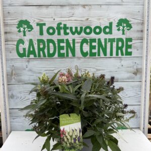 Butterfly Candy Trio Buddleja – 6L Pot – 3 Colours – Compact Hardy Shrub