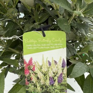 Butterfly Candy Trio Buddleja
