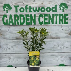 1 × Daphne ‘Royal Crown’ – Fragrant Yellow-Flowering Evergreen Shrub – 2 L Pot