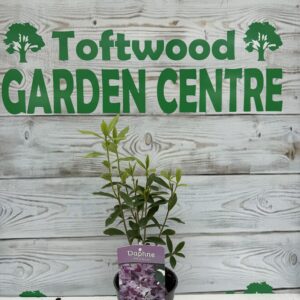 1 × Daphne ‘Spring Beauty’ – Fragrant Pink Flowering Evergreen Shrub – 2 L Pot (30–40 cm Tall)