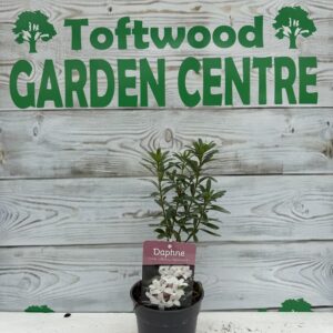 1 × Daphne ‘Eternal Fragrance’ – Long-Flowering Evergreen Shrub – 2 L Pot (30–40 cm Tall)