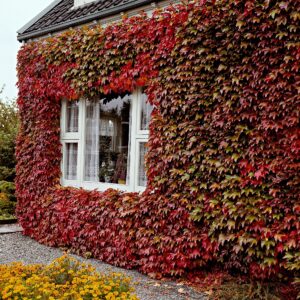Parthenocissus – Virginia Creeper