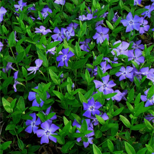 Blue Vinca (Periwinkle)