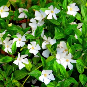 White Vinca (Periwinkle)