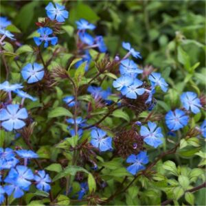 Ceratostigma