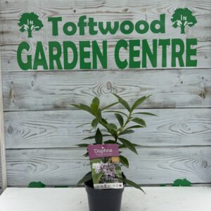1 × Daphne ‘Perfume Princess’ – Fragrant Early & Long-Flowering Shrub – 2 L Pot (30–40 cm Tall)