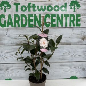 Camellia 1.5 L Pot (Approx. 50 cm Tall, in Bud)