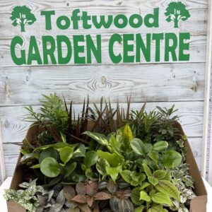 5 × Mixed Indoor Houseplants – 9cm Pot Variety Pack