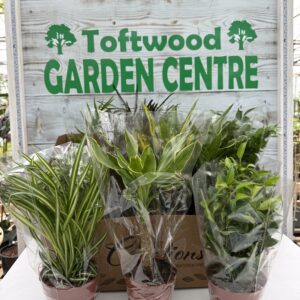 3 × Indoor Plants – Mixed Houseplant Variety – 13cm Pots