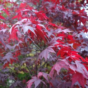 Acer palmatum ‘Atropurpureum’