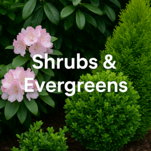 Shrubs & Evergreens
