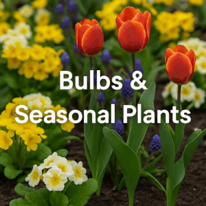 Bulbs & Seasonal Plants
