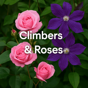 Climbers & Roses
