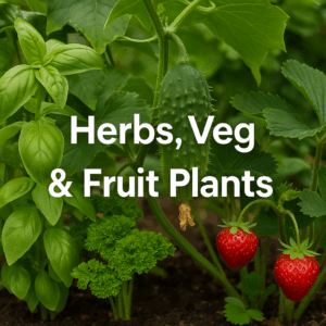 Herbs, Veg & Fruit Plants