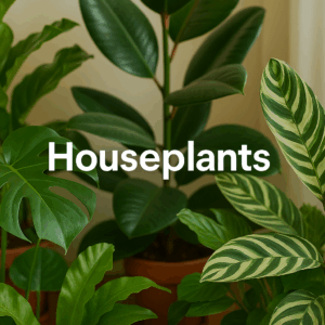 Houseplants