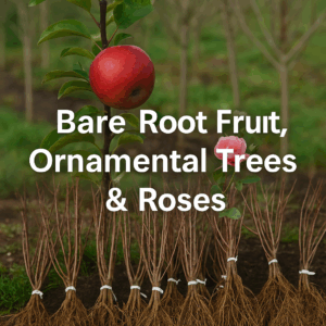 Bareroot Hedging, Trees & Roses