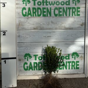 Buxus sempervirens -Bareroot - Common Box 20-30cm