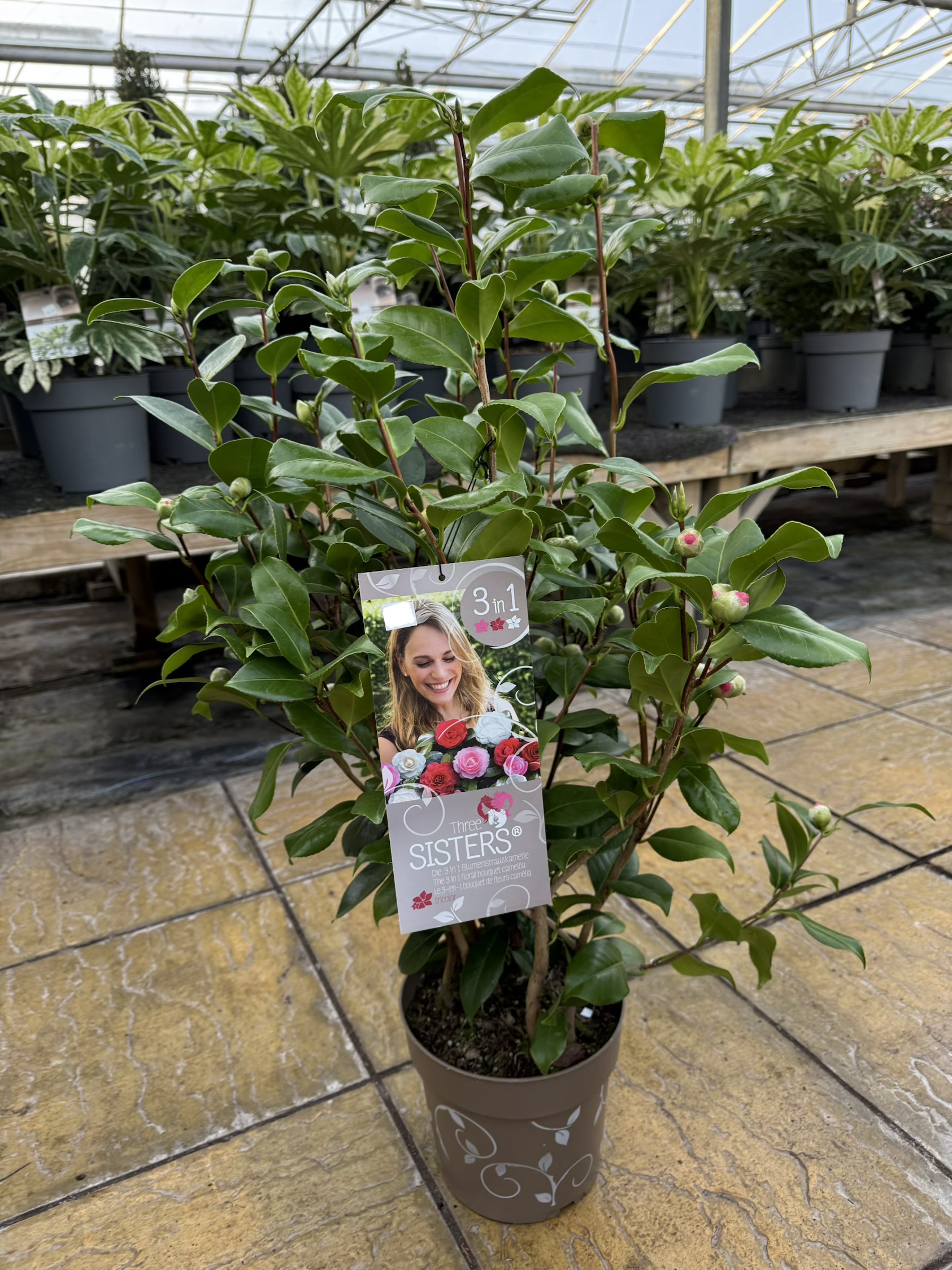 Camellia ‘Three Sisters’ – 3 Colours in One Pot - Image 2
