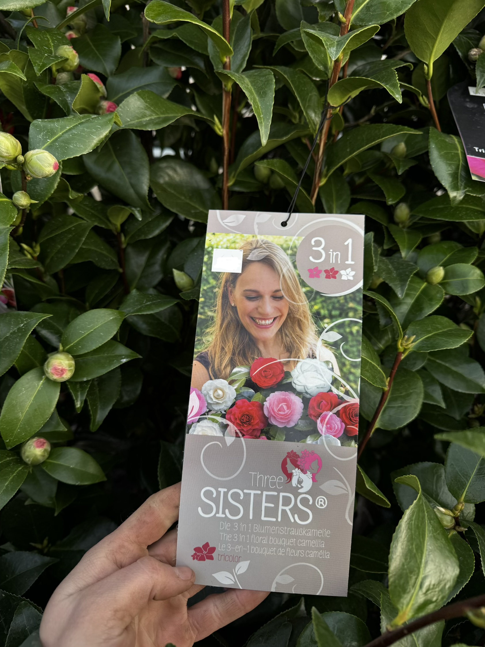 Camellia ‘Three Sisters’ – 3 Colours in One Pot