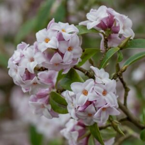 Daphne ‘Jacqueline Postill’ – 2L Pot – Hardy Evergreen Shrub – Highly Fragrant