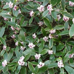 Daphne odora ‘Aureomarginata’ – 2L Pot – Hardy Fragrant Evergreen Shrub