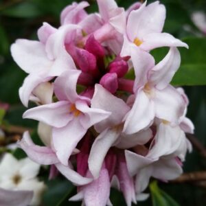 Daphne ‘Perfume Princess’ – Hardy Evergreen Shrub – Extremely Fragrant - 2L Pot