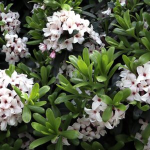 Daphne ‘Eternal Fragrance’ – Evergreen Shrub –2L Pot Flowering – Highly Fragrant