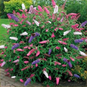 1x Buddleia Tricolour – 2L Pot – Hardy Butterfly Bush – Garden Shrub Plant